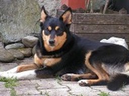 qori_20211128_1343919786